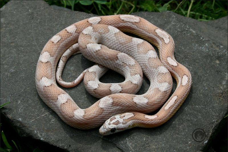 Dilute Pastel Motley